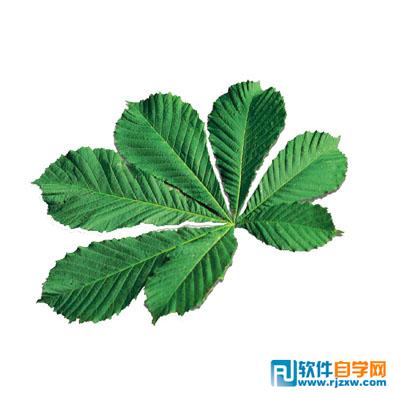 Photoshop快速制作漂亮的花朵浮雕字