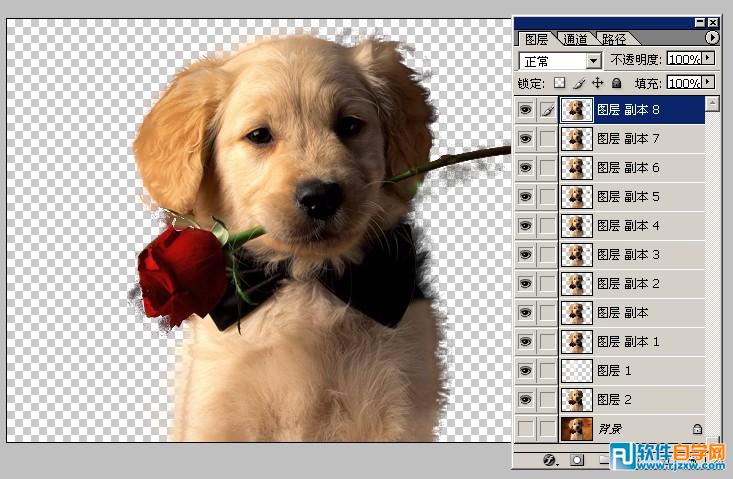 PS扣出可爱的小狗照片教程